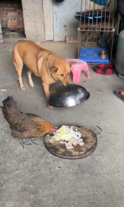 Κότα κλέβει το φαγητό σκύλου αλλά…