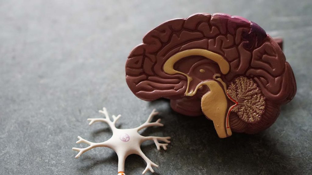 Αλτσχάιμερ: Επιστήμονες ανακάλυψαν πως πεθαίνουν τα εγκεφαλικά κύτταρα