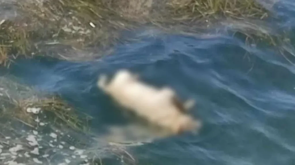 Νεκρά ζώα γέμισε ο Θερμαϊκός Κόλπος – Συγκλονιστικές εικόνες (φωτό – βίντεο)