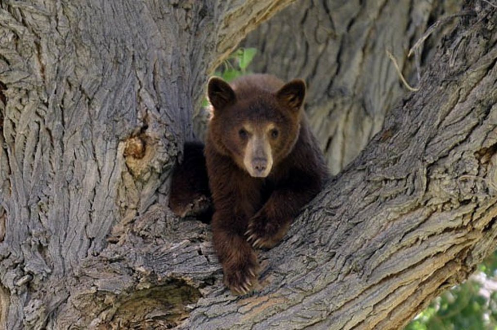 Disney Φλόριντα: Αρκούδα εισέβαλε στο πάρκο και προκάλεσε σφράγισμα σε 15 αξιοθέατα