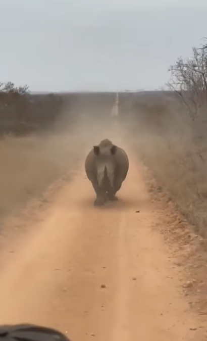 Όταν ένας ρινόκερος δύο τόνων έρχεται από το αντίθετο ρεύμα «κυκλοφορίας» τότε…
