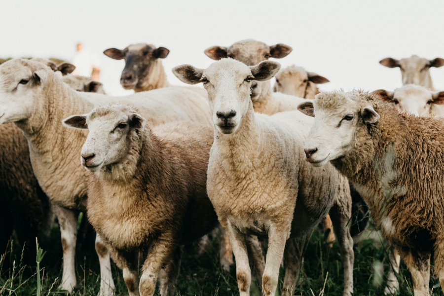 Μαγνησία: Πρόβατα έφαγαν… 100 κιλά χασίς και «έκαναν κεφάλι»