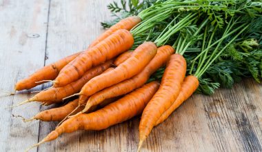 Αξίζουν μια θέση στο πιάτο σας: Αυτές είναι οι πολύτιμες βιταμίνες που έχουν τα καρότα