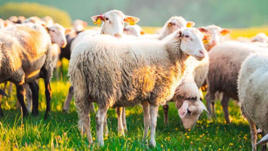 Μαγνησία: «Η μυρωδιά της κάνναβης τράβηξε τα πρόβατα σαν “μαγνήτης”» λέει γεωπόνος