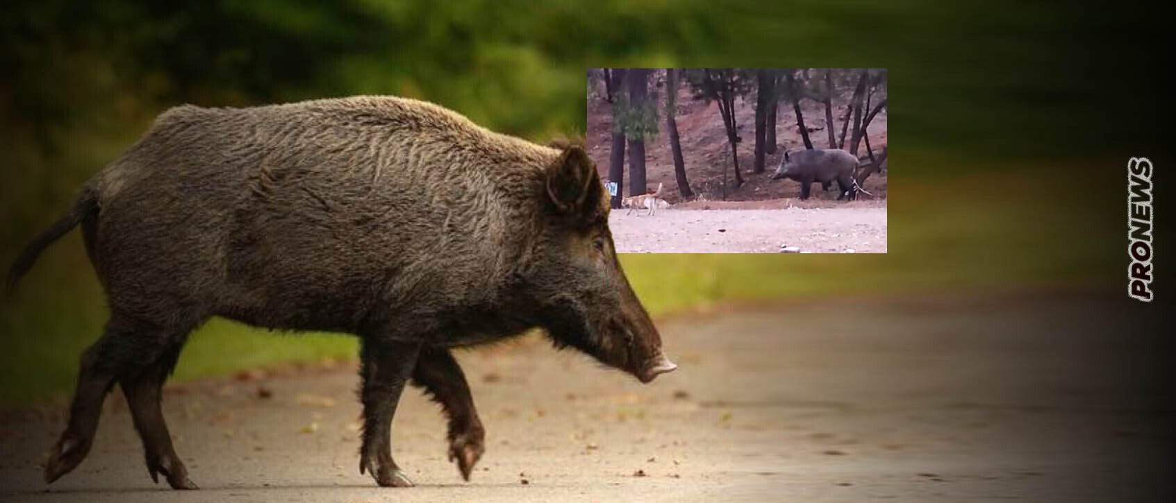 Το αποτέλεσμα της καταστροφής των δασών της δυτικής Αττικής – Αγριογούρουνα ψάχνουν για φαγητό στο… Χαϊδάρι!