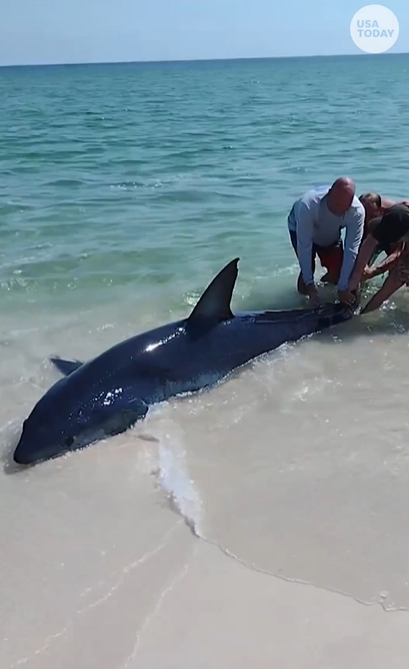 Διάσωση… λευκού καρχαρία σε παραλία των ΗΠΑ!