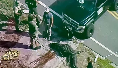 Σοκ με αλιγάτορα που τριγυρνούσε στους δρόμους πόλης στην Φλόριντα με ένα πτώμα στο στόμα! (βίντεο)