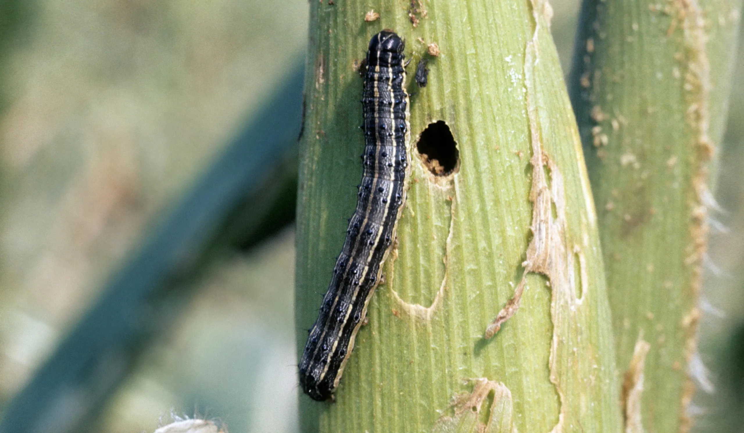 Spodoptera frugiperda: Συναγερμός σε Λακωνία και Κρήτη για την εμφάνιση νέου εντόμου που καταστρέφει καλλιέργειες
