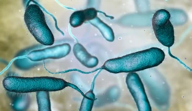 Vibrio vulnificus: Ποιο είναι το επικίνδυνο βακτήριο που προκαλεί θανατηφόρα λοίμωξη