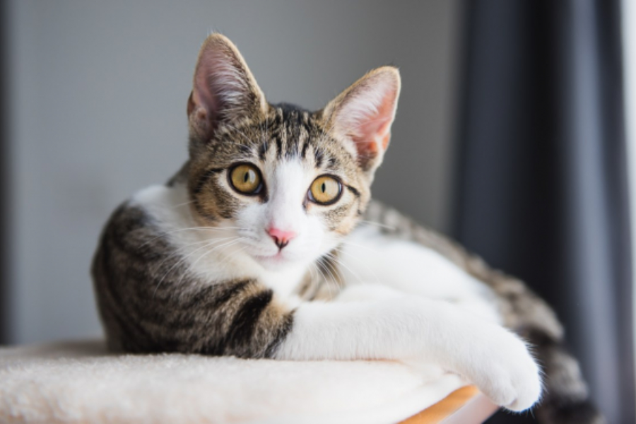 Έχετε αναρωτηθεί; – Γιατί οι γάτες ακούνε στο «ψιψι»;