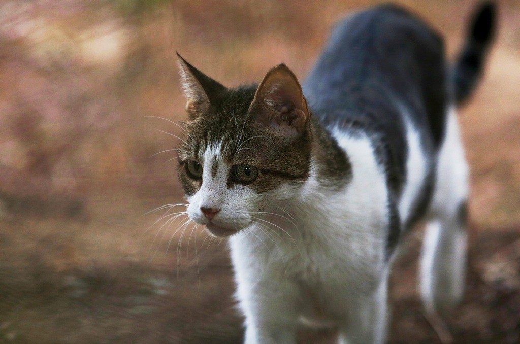 Αποτροπιασμός στη Ρόδο: Νεαρός δελέασε γάτα με τροφή και μετά την κλώτσησε σε λίμνη