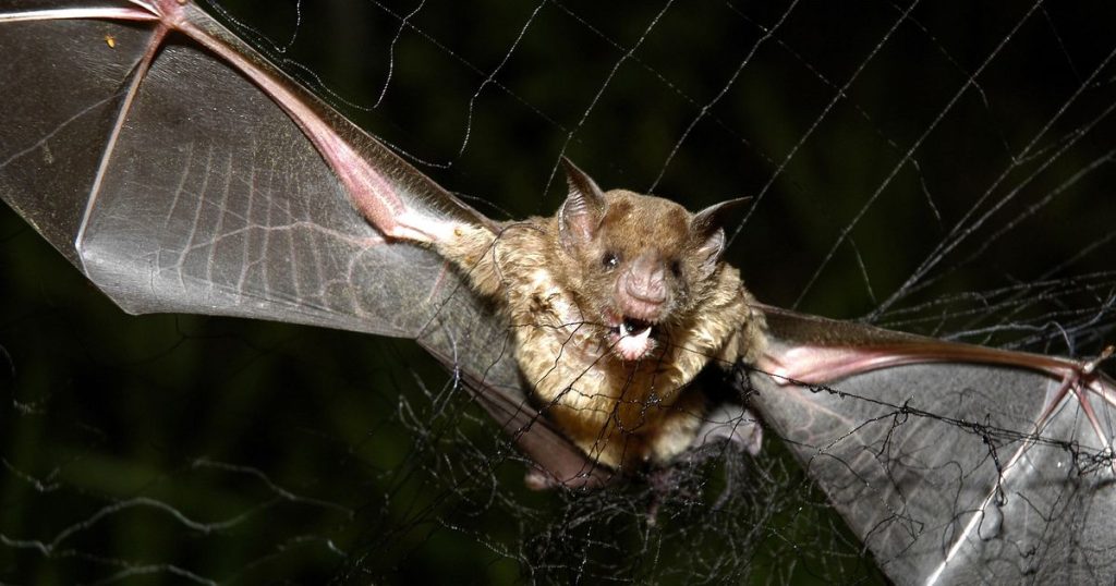 Οι νυχτερίδες θα μπορούσαν να παίξουν σημαντικό ρόλο στη καταπολέμηση του καρκίνου σύμφωνα με μελέτη