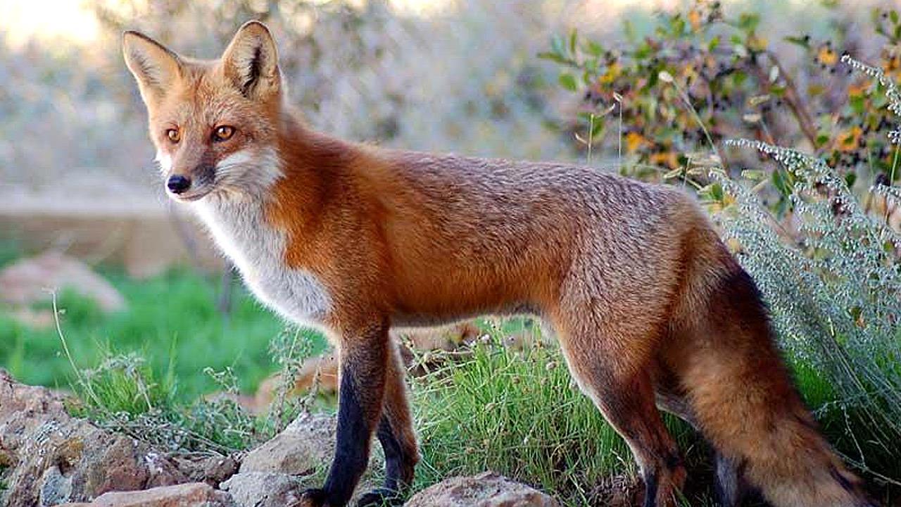 Θεσσαλονίκη: Αλεπού «βόλταρε» στην παραλία της Ασπροβάλτας (φώτο-βίντεο)