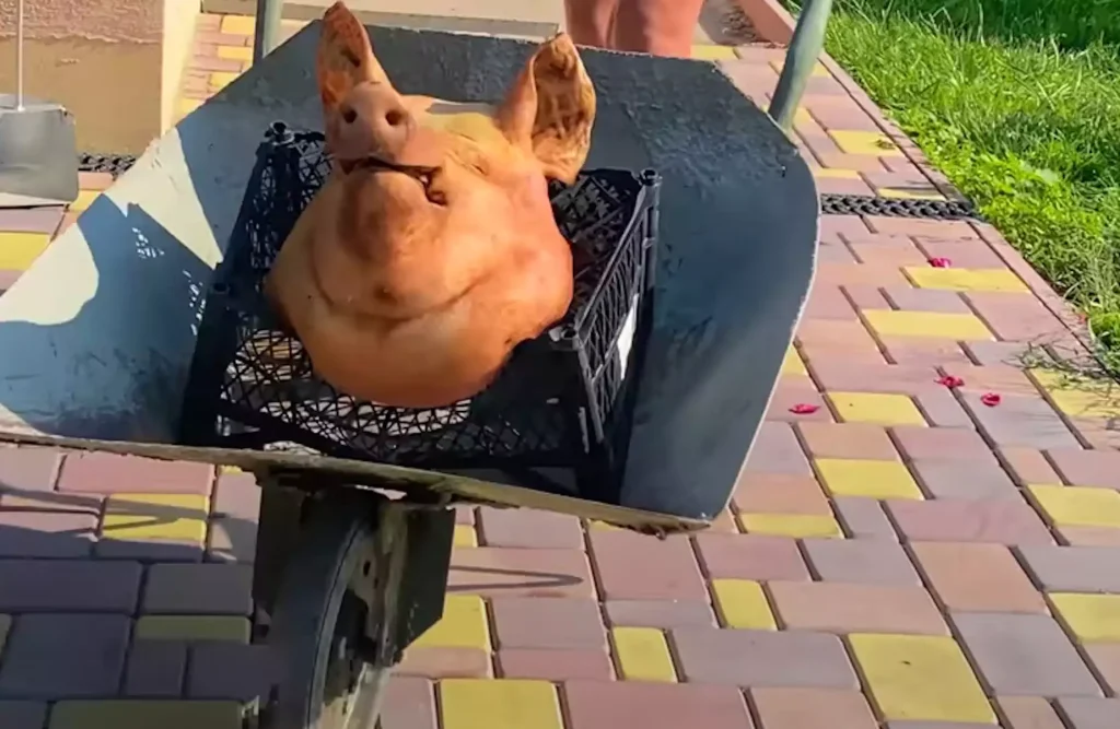 Έστειλαν γουρουνοκεφαλές σε Ρώσους δημοσιογράφους που τάσσονται με την κυβέρνηση