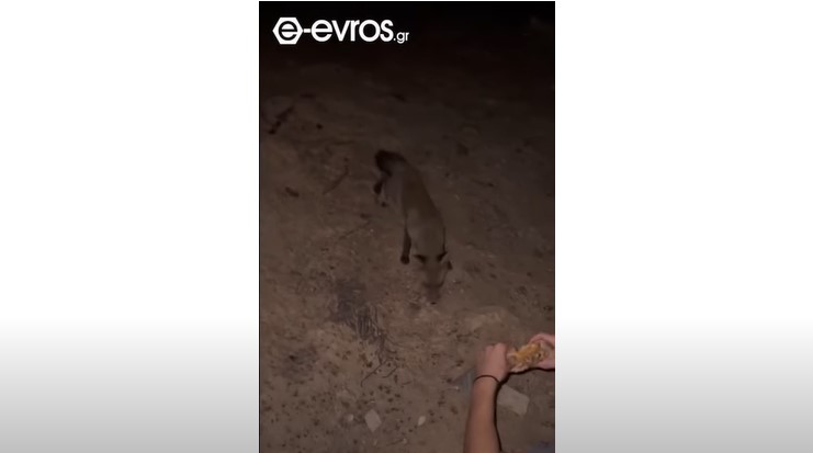 Κάτοικος ταΐζει πεινασμένη αλεπού στην καμένη περιοχή της Παλαγίας Αλεξανδρούπολης – Συγκινητικό βίντεο