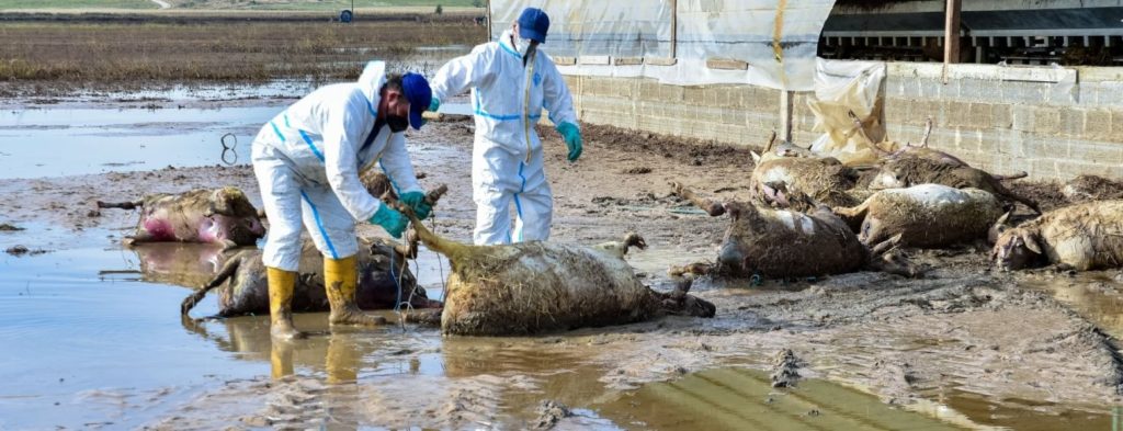 Τρίκαλα: Εισαγγελική παρέμβαση για τα νεκρά ζώα που βρίσκονται έξω από κτηνοτροφική μονάδα