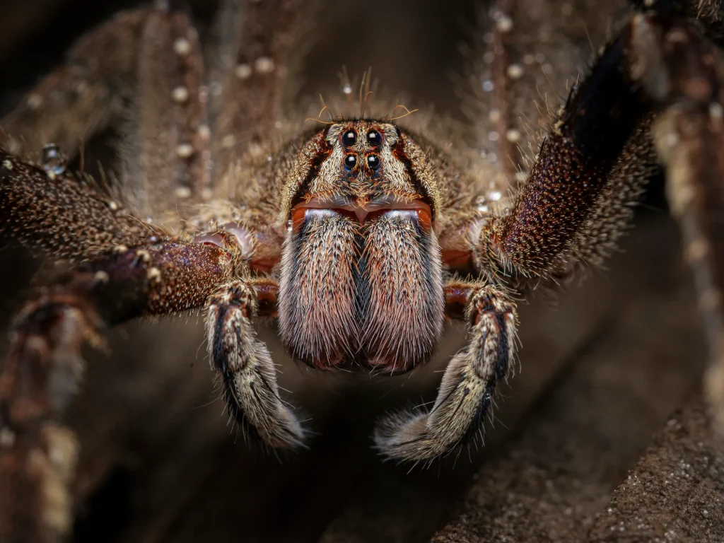 Το δηλητήριο της φονικής αράχνης – «μπανάνα» μπορεί να θεραπεύσει τη στυτική δυσλειτουργία