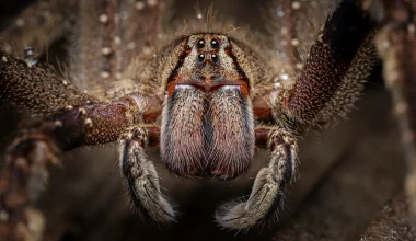 Το δηλητήριο της φονικής αράχνης – «μπανάνα» μπορεί να θεραπεύσει τη στυτική δυσλειτουργία
