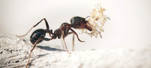 Αυτό το γνωρίζατε; – Γιατί τα μυρμήγκια χτίζουν μικρούς αμμόλοφους γύρω από τη φωλιά τους;