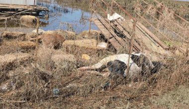 Τρίκαλα: «Χάος» στη Φαρκαδόνα – Στάβλος με 120 νεκρά ζώα βρίσκεται δίπλα σε σπίτια από την προηγούμενη κακοκαιρία