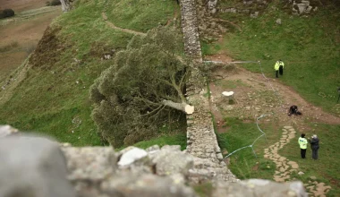Βρετανία: Για ποιο λόγο «πριόνισαν» το ιστορικό δέντρο του «Ρομπέν των Δασών»