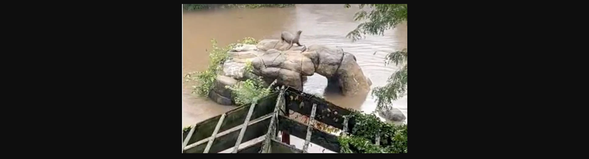 Πλημμύρες στην Νέα Υόρκη: Θαλάσσιο λιοντάρι δραπέτευσε από τον περίβολο ζωολογικού κήπου (βίντεο)