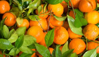 Μανταρίνια: Τα φρούτα της μακροζωίας με τα αναρίθμητα οφέλη