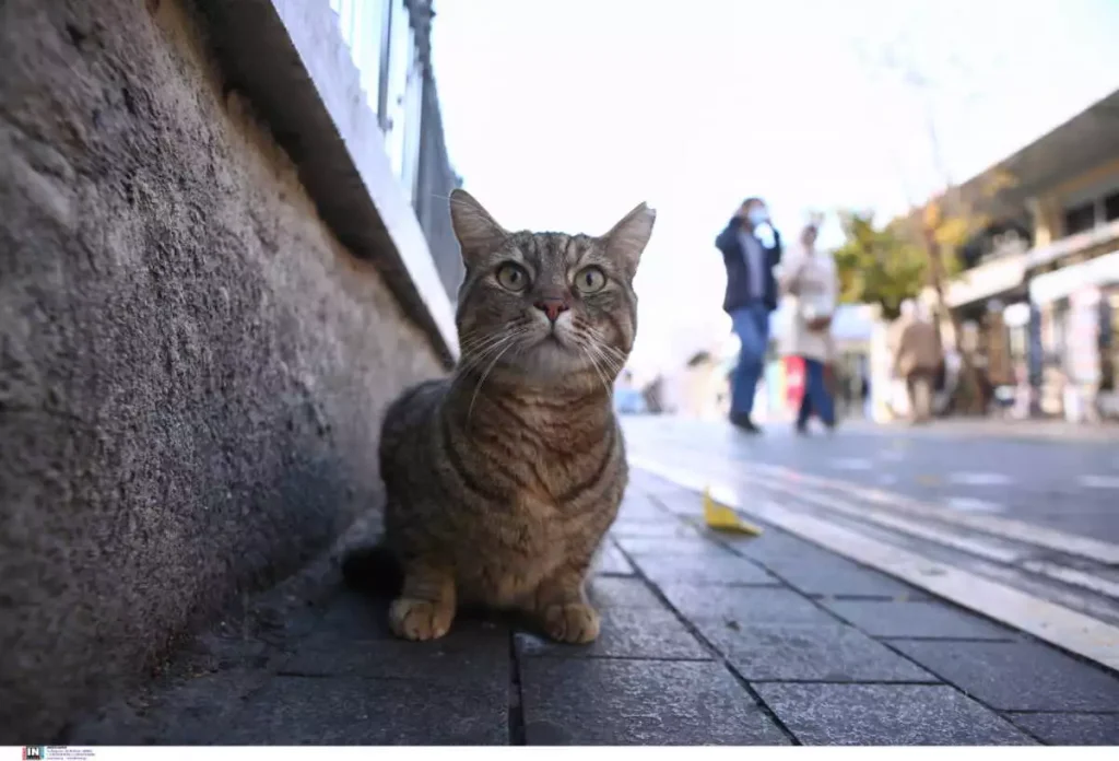 Νέα κτηνωδία στη Χαλκιδική: Σκότωσαν γάτες με φόλες μέσα σε νηπιαγωγείο