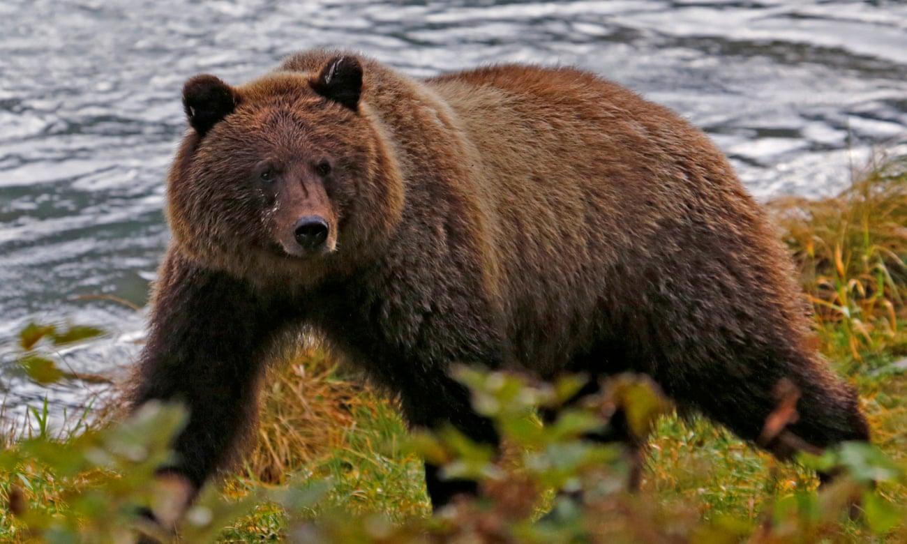Αρκούδα γκρίζλι επιτέθηκε και σκότωσε δύο περιπατητές στην Αλμπέρτα του Καναδά – Της έκαναν ευθανασία
