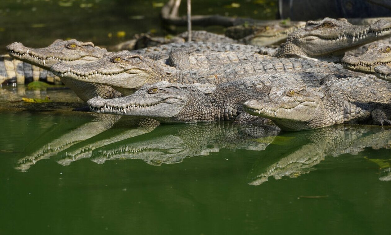 Αυστραλία: Ξεναγός περνάει μέσα από ποτάμι με 600 κροκόδειλους για να πάει στη δουλειά του (βίντεο)