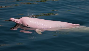 Αμαζόνιος: Γιατί πεθαίνουν τα ροζ δελφίνια – Τουλάχιστον 120 νεκρά σε μόλις λίγες ημέρες (βίντεο)