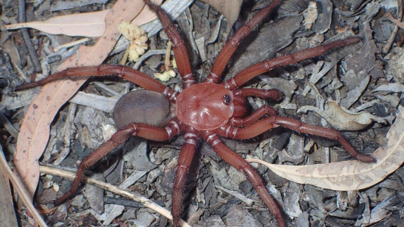 Αυστραλία: Εντοπίστηκε απολίθωμα γιγαντιαίας αράχνης του είδους Trapdoor