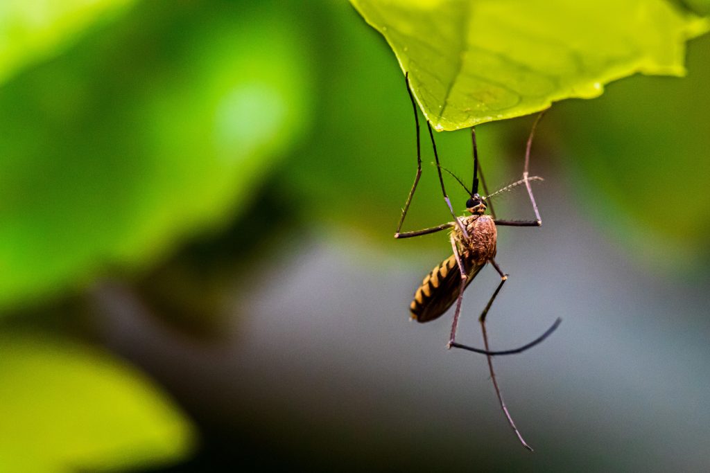Κουνούπια: Ο περίεργος λόγος που τσιμπάνε συγκεκριμένους ανθρώπους