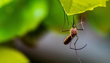 Κουνούπια: Ο περίεργος λόγος που τσιμπάνε συγκεκριμένους ανθρώπους