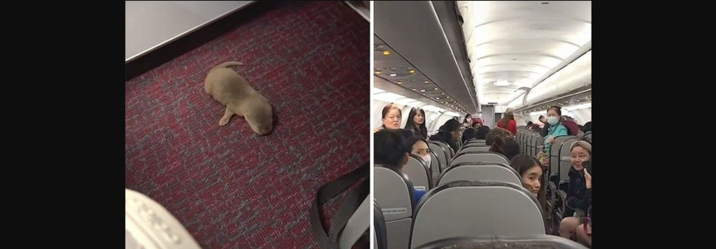 Πανικός με λαθραία ζώα σε πτήση: Ποντίκι και ενυδρίδα «κόβουν» βόλτες μέσα στο αεροπλάνο
