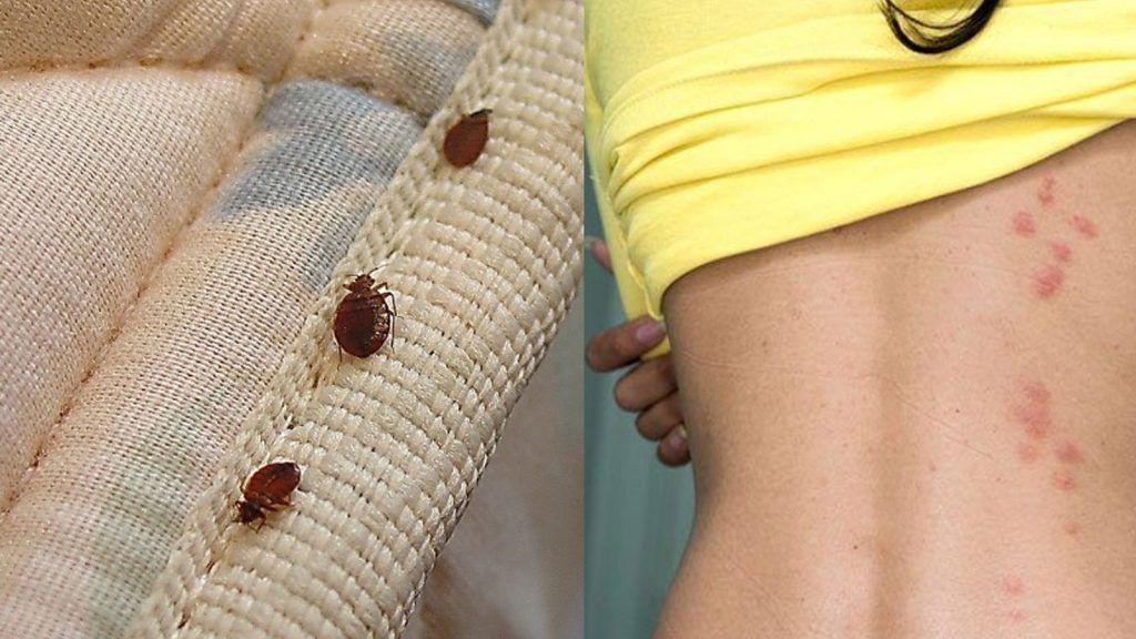 Ο «κοριός του κρεβατιού» στην Ελλάδα – Πώς μπορούμε να τους εξολοθρεύσουμε