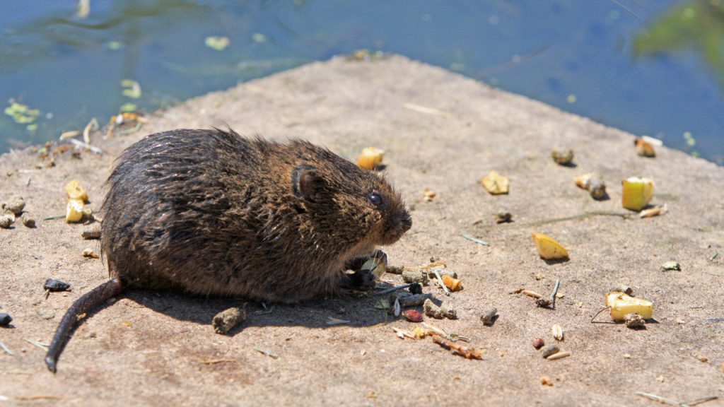 Ποντίκια «βολτάρουν» στο 1ο Δημοτικό Σχολείο Καισαριανής – «Σε αυτές τις συνθήκες φοιτούν τα παιδιά μας» (φώτο)