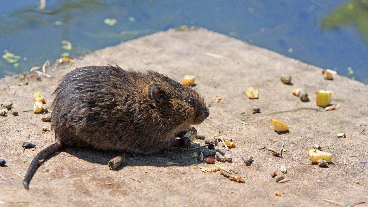 Ποντίκια «βολτάρουν» στο 1ο Δημοτικό Σχολείο Καισαριανής – «Σε αυτές τις συνθήκες φοιτούν τα παιδιά μας» (φώτο)
