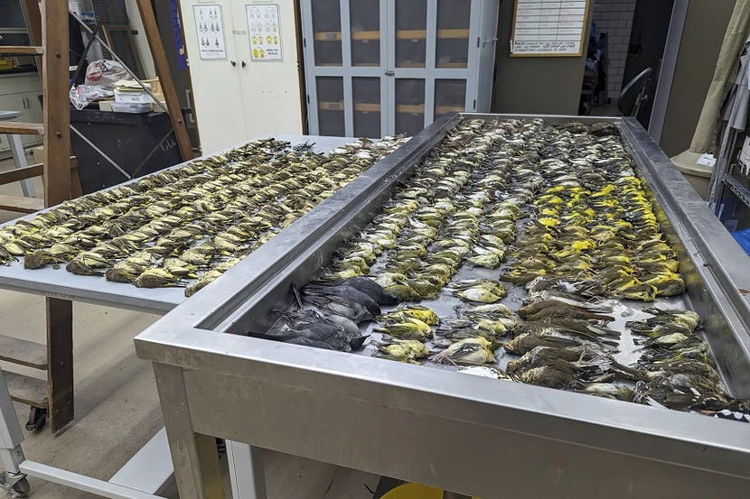 Περισσότερα από 1.000 αποδημητικά πουλιά νεκρά στο Σικάγο – Έπεσαν πάνω σε τζάμια κτιρίου (φώτο-βίντεο)