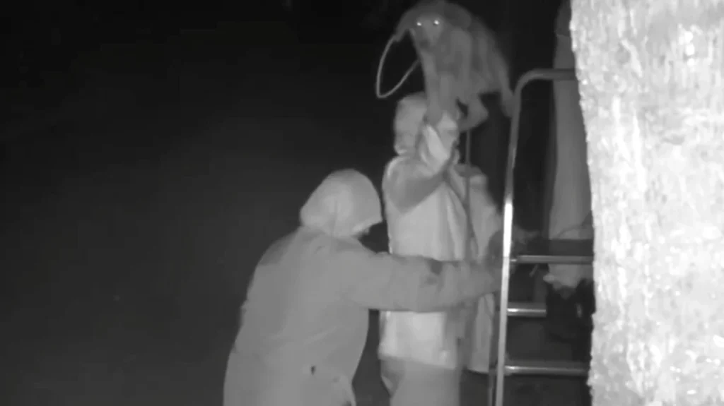 Νέα κτηνωδία στην Κέρκυρα: Άνδρες πετάνε από μεγάλο ύψος σκυλιά σε καταφύγιο ώστε να τα ξεφορτωθούν