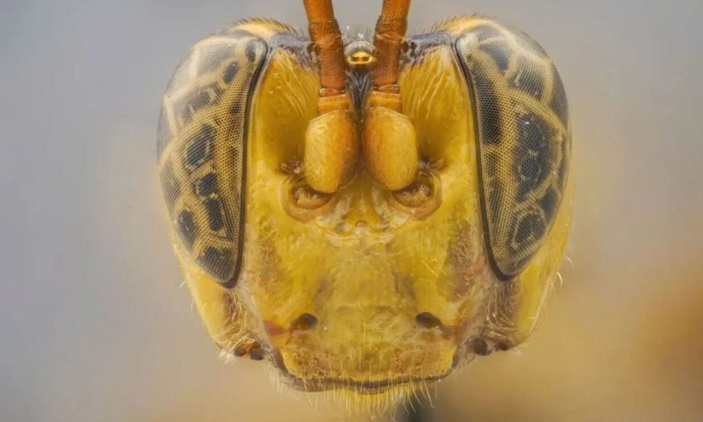 Νότια Αμερική: Ανακαλύφθηκε σφήκα «βαμπίρ» – Τρώει τα θύματά της από μέσα προς τα έξω