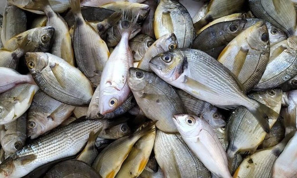 Σε απόγνωση οι ιχθυοπώλες στη Λάρισα: Οι καταναλωτές δεν αγοράζουν ψάρια μετά τις πλημμύρες