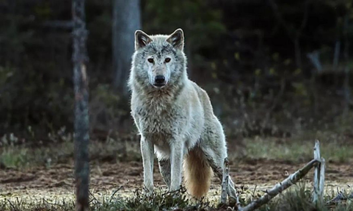 Θεσσαλονίκη: Εμφανίστηκαν λύκοι σε κατοικημένες περιοχές – Τα άγρια ζώα κατεβαίνουν στις πόλεις! (βίντεο)