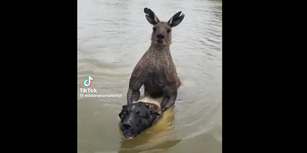 Η στιγμή που άνδρας δίνει «μάχη» με ένα καγκουρό για να σώσει το σκύλο του (βίντεο)