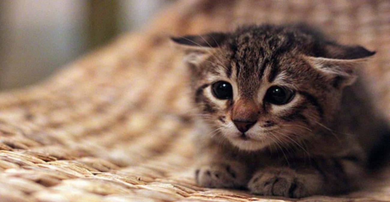 Πάτρα: Άγνωστοι δηλητηρίασαν 12 γάτες – Αναζητούνται οι δράστες