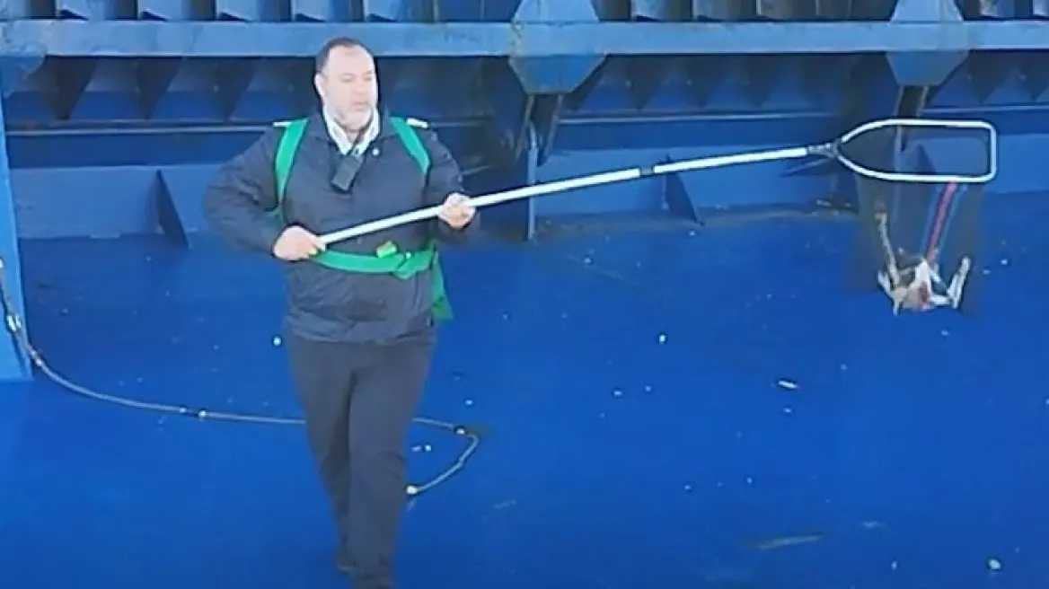 Χίος: Ύπαρχος έσωσε γάτα που βρισκόταν στην πρύμνη πλοίου (βίντεο)