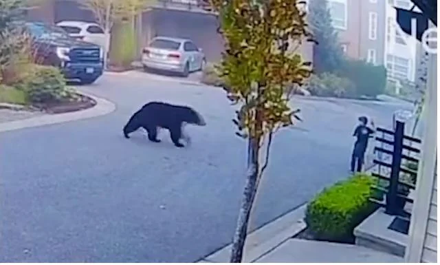 Συγκλονιστικό βίντεο όπου μαύρη αρκούδα καταδιώκει ένα παιδί