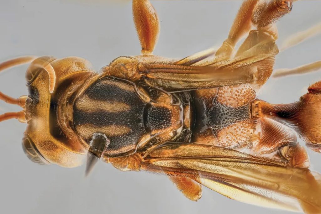 Capitojoppa amazonic: Η σφήκα που σκοτώνει τα θύματά της με τον πιο ανατριχιαστικό τρόπο