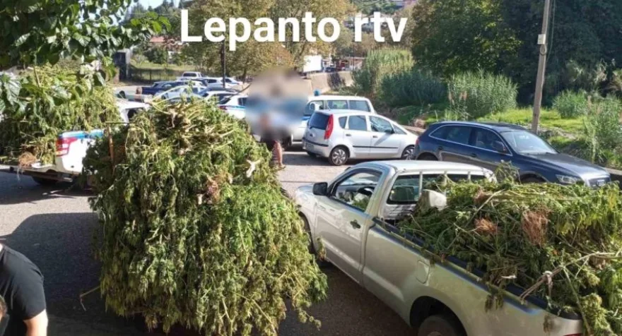 Ναυπακτία: Εντοπίστηκε φυτεία με πάνω από 1.000 χασισόδεντρα