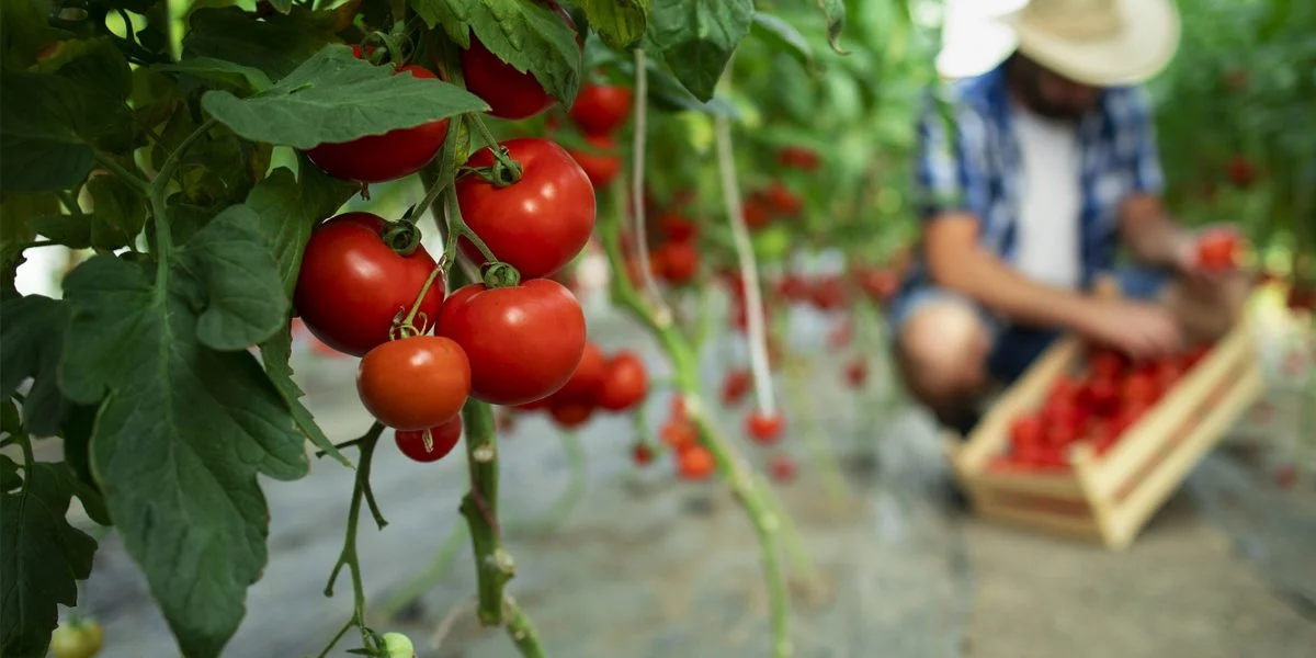 Ντομάτες: 5+1 οφέλη που προσφέρουν στον ανθρώπινο οργανισμό